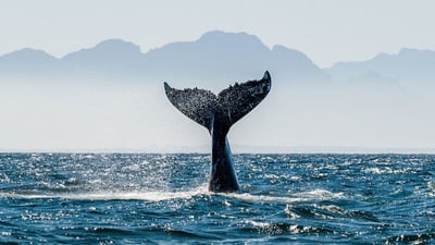 Une queue de baleine qui plonge aux Escoumins